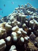 confirmation corail Mayotte