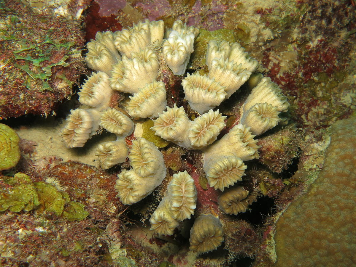 <p>Bonjour,</p><p>Il s'agit du <a href="https://coralpedia.bio.warwick.ac.uk/en/corals/eusmilia_fastigiata">corail-fleur épineux</a> <em>(Eusmilia...