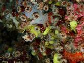 Confirmation de Caryophillia inortata