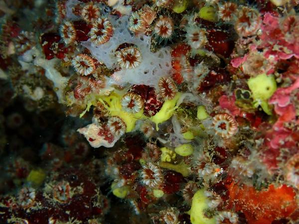 Confirmation de Caryophillia inortata