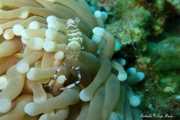 Confirmation identification A. venustus