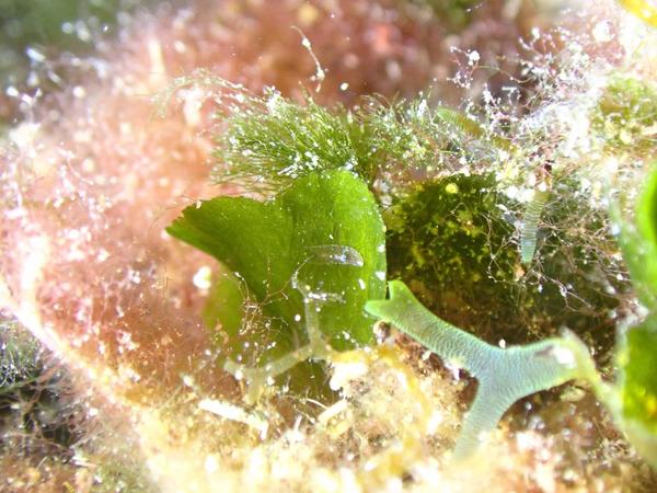 Confirmation identification Amphiscolops SP