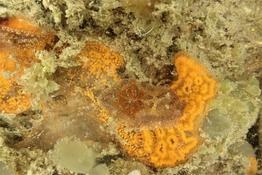 Confirmation pour Goniodoris castanea