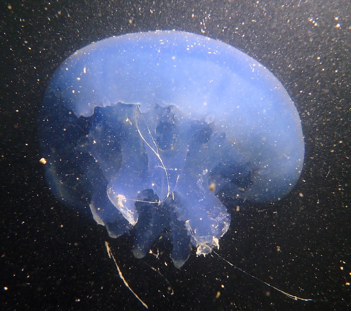 Confirmation pour Rhizostoma en mauvais état