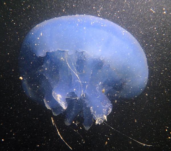 Confirmation pour Rhizostoma en mauvais état