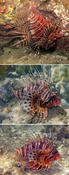 confirmation Pterois Mayotte