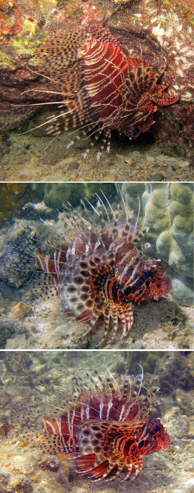 confirmation Pterois Mayotte