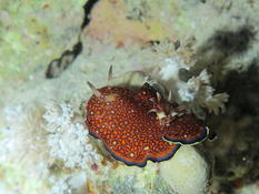 Confirmation qu'il s'agit d'un nudibranche chromodoris Goniobranchus_charlottae ?