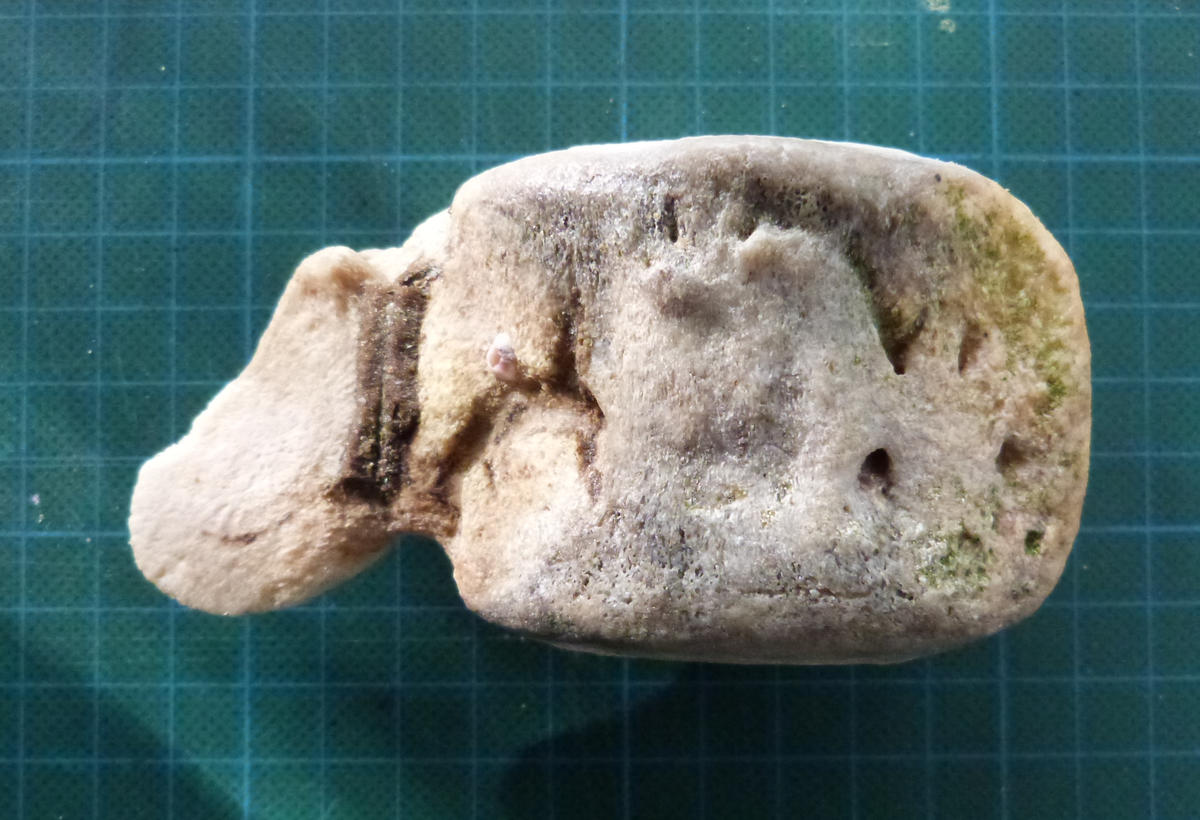 confirmation: vertèbre de cachalot ?