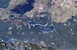 Connaissez-vous ce ou ces nudibranches