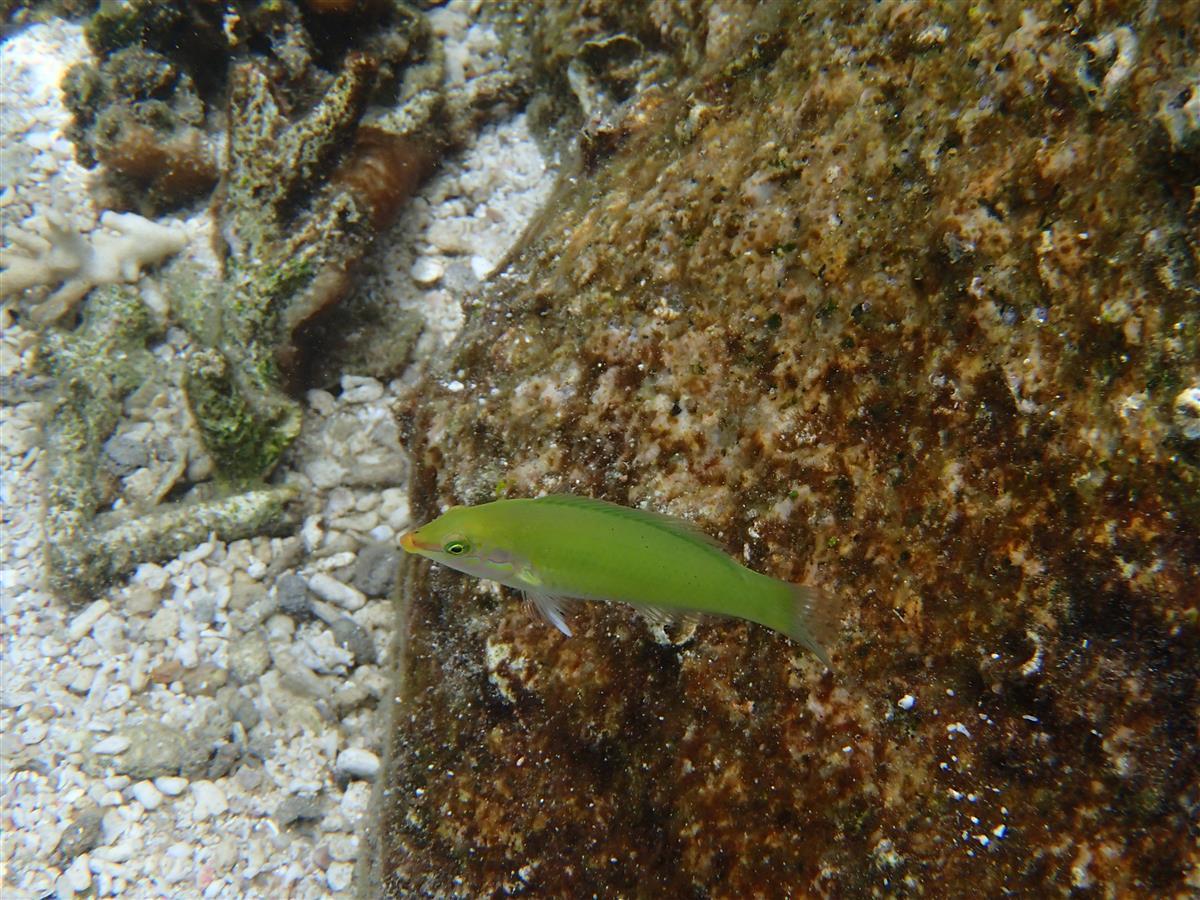 Connaissez-vous le nom d'espèce de ce poisson ?