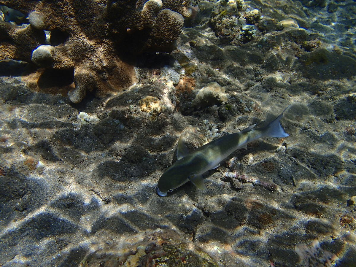 Connaissez-vous le nom d'espèce de ce poisson ? 