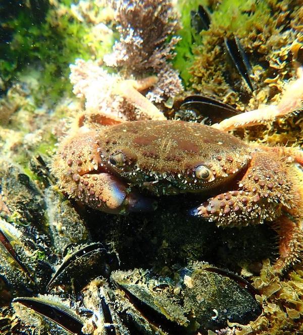 Connaissez-vous le nom de ce crabe ?