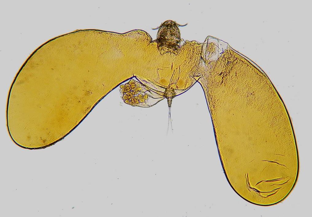Copépode parasite