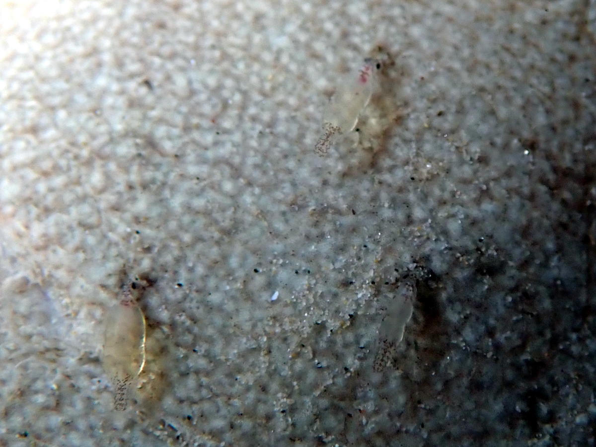 Copepode parasite