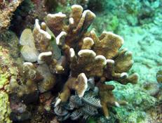 Copepods sur coraux