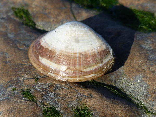 Coquillage