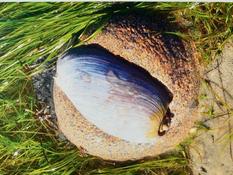 Coquillage à définir