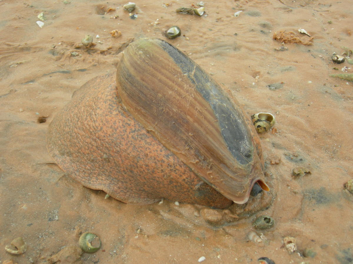 <p>Voici une photo de <em>Cymb</em><em>ium cucumis</em> prise à Dakhla où l'on ne trouve pas <em>Cymbium olla..</em></p>