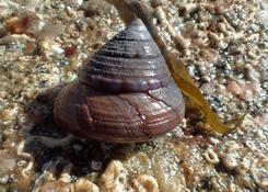 Coquillage à identifier