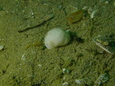 coquillage d'eau douce