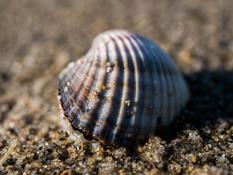 Coquillage d'une plage camarguaise