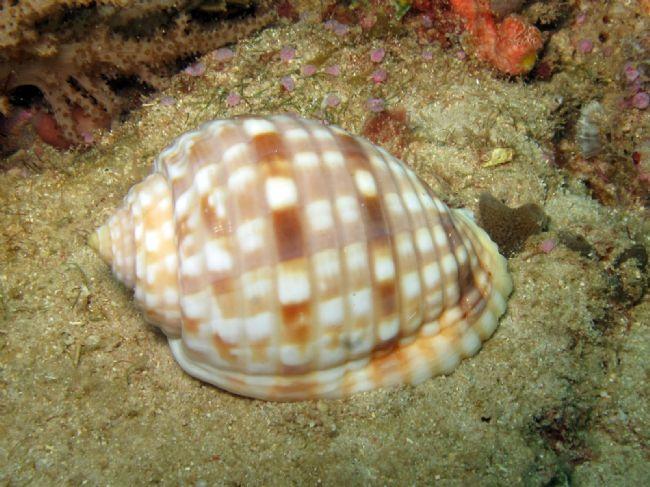 Coquillage de Mayotte