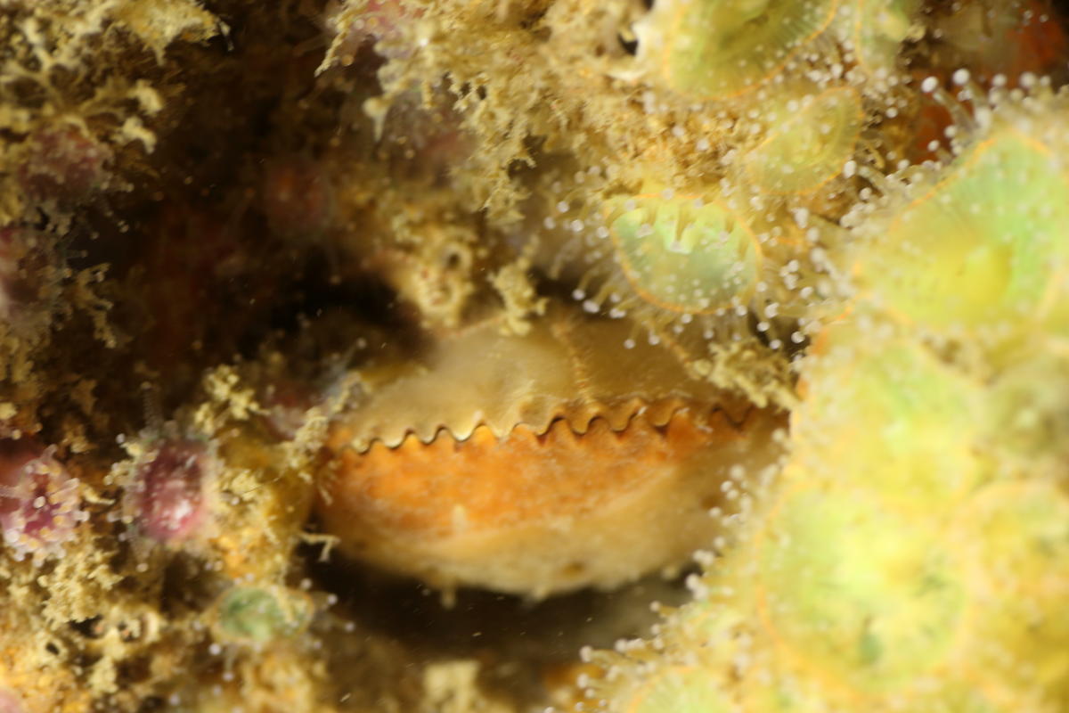 Coquillage dentelé