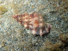 Coquillage guadeloupéen 2