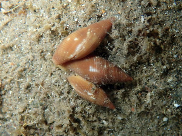 Coquillage guadeloupéen