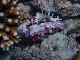 coquillage indonesien