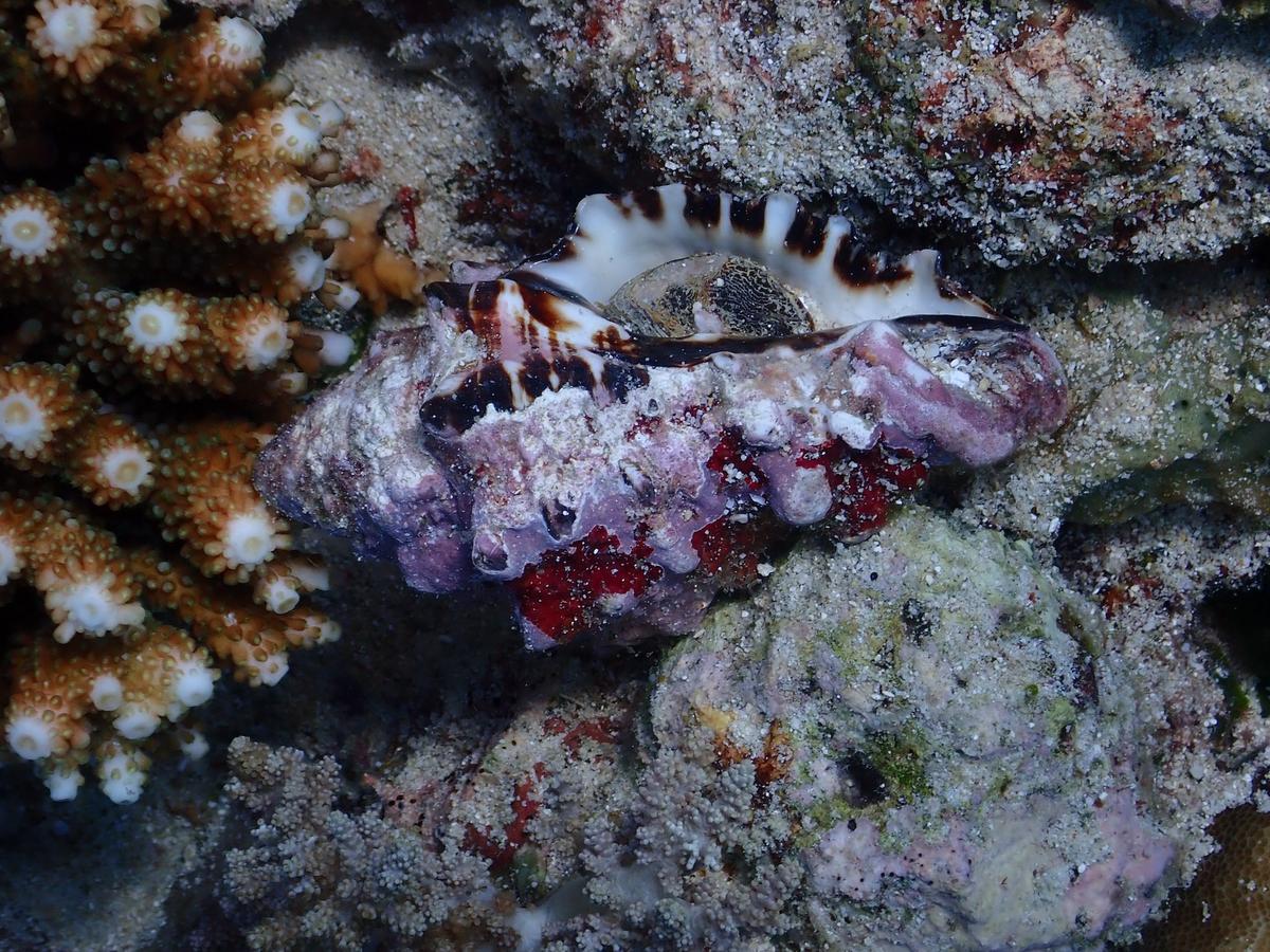 coquillage indonesien