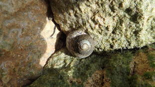 coquillage Majorque