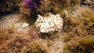 Coquillage ou huitre ?