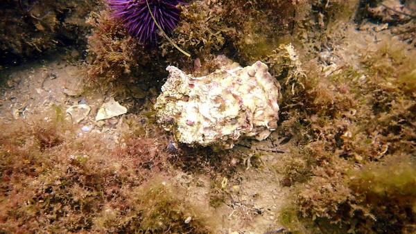 Coquillage ou huitre ?