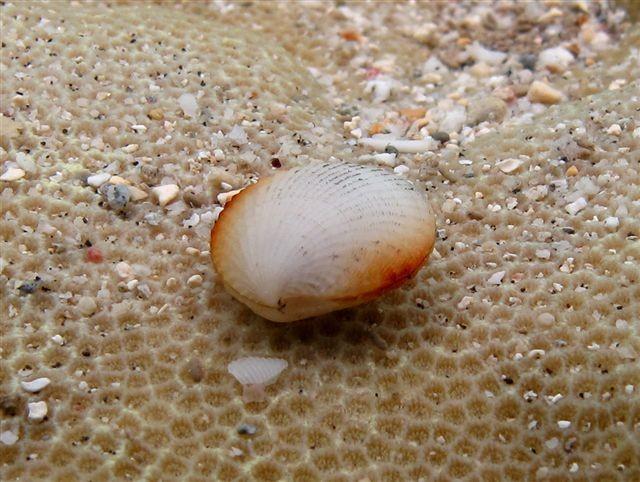 Coquillage