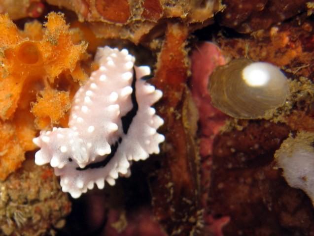 J'ai grandi le photo...ici le photo avec le Phyllidiella rudmani, comma ca un voix un peu sa taille...peut-être 1 cm?