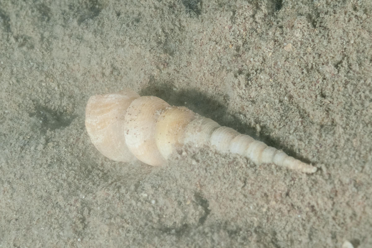 Coquille de quel gastéropode?