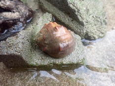 coquille des seychelles