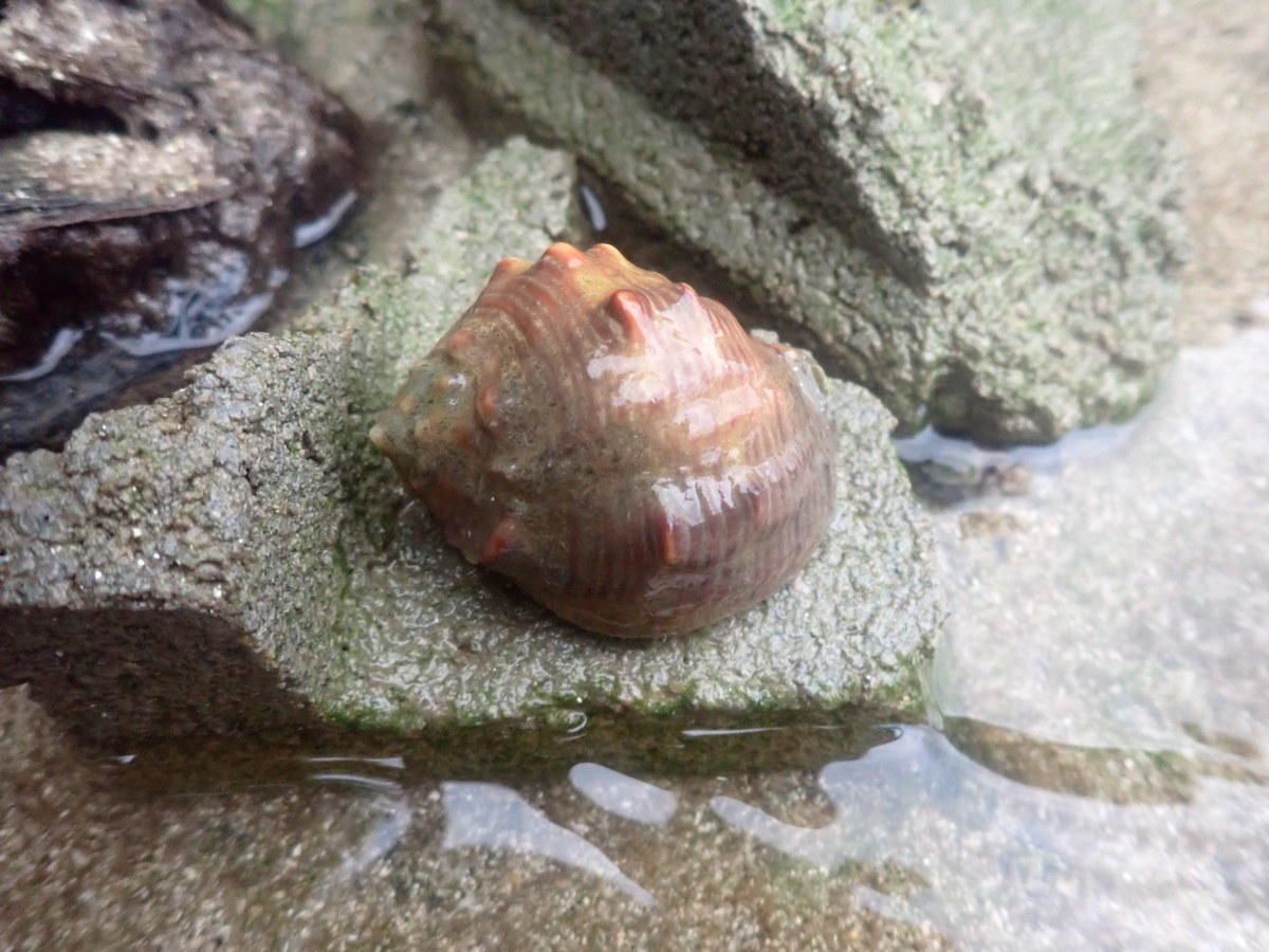 coquille des seychelles