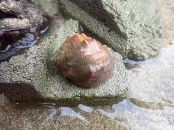 coquille des seychelles