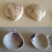 Coquilles de bivalves