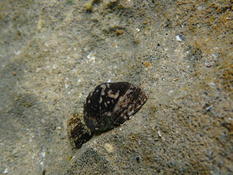 coquilles des seychelles