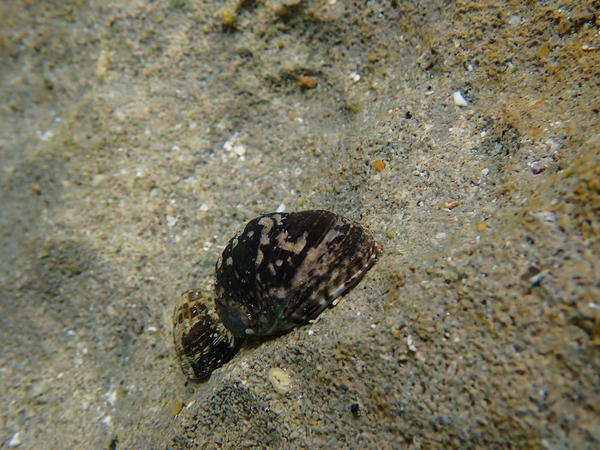 coquilles des seychelles