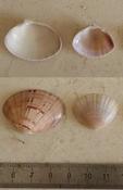 Coquilles laisse de mer en Corse