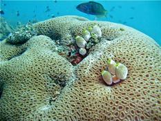 Corail