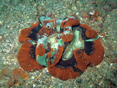 Corail