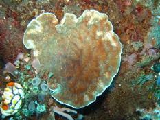 Corail 3