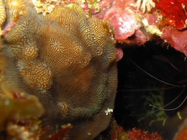 <p>J’ai libellé une Agariciidae très similaire en tant que ‘Leptoseris explanata’. Ici ayant un diamètre approx de 30mm. Avec ce qui parait être un...