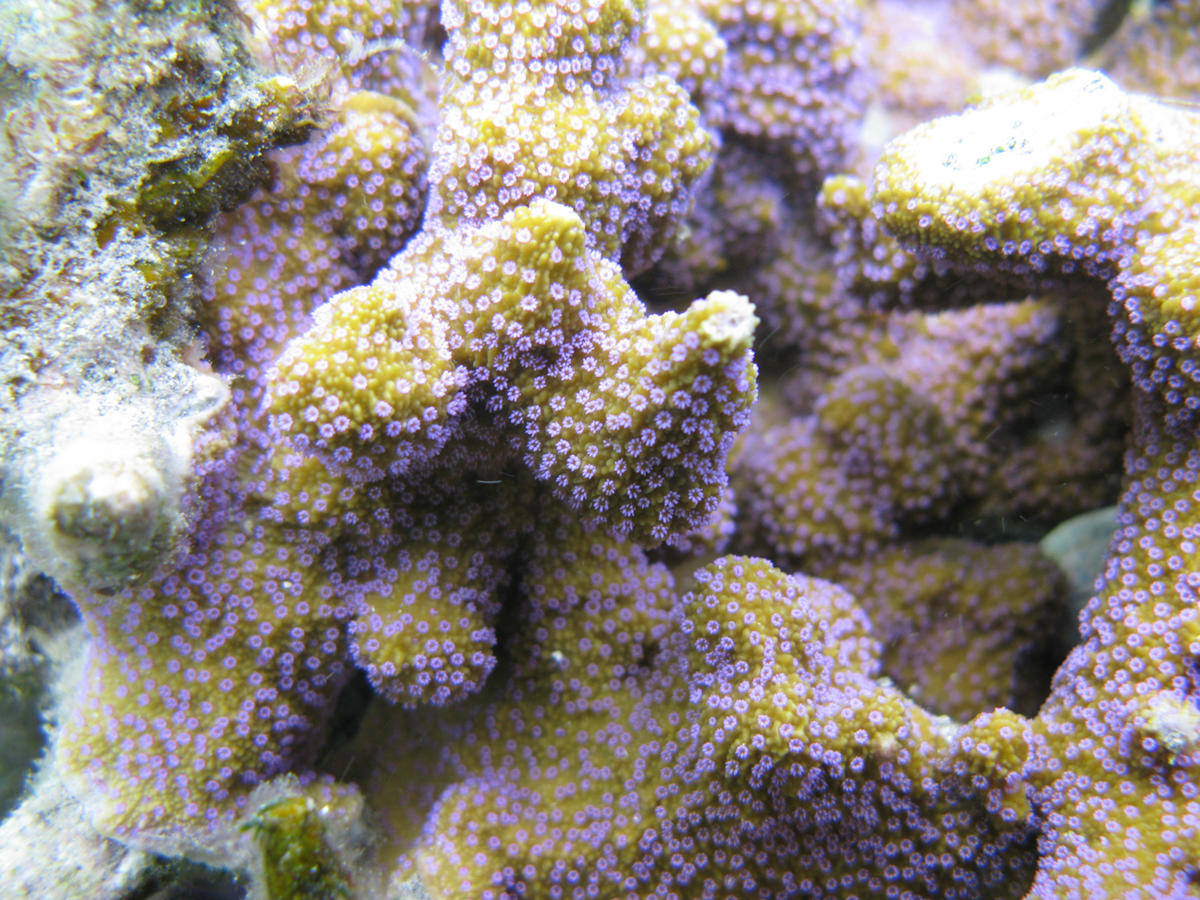 Corail